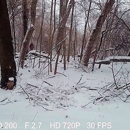 Bigfoot in Brooklyn, Skunk Ape in Florida, Yeti in Boston