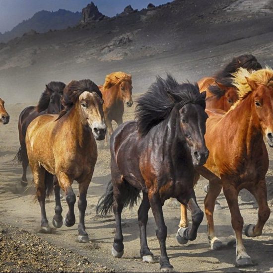Mysterious Horse Mutilations in Europe Spread to Sweden
