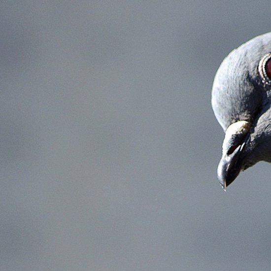 22.18 – MU Plus+ Podcast – The Pigeon
