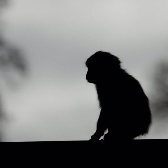 When Cryptozoology Crosses Paths With the Domain of a Ghost