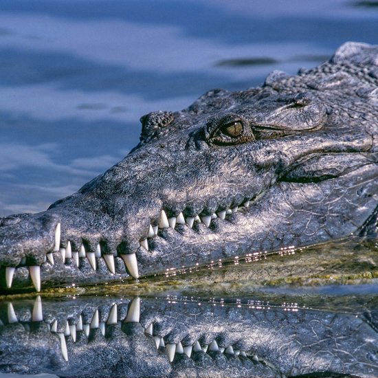Massive Prehistoric “Swamp King” Discovered in Queensland