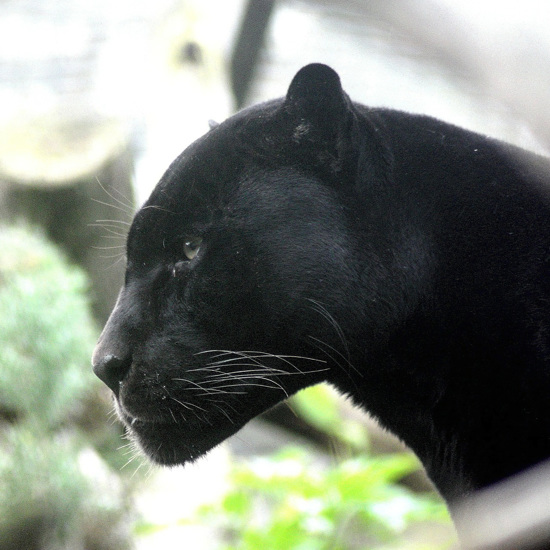 Three-Foot-Tall Cat-Like Creature Videotaped in English Town