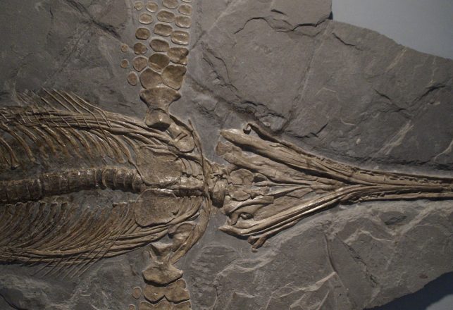 Gigantic Prehistoric “Sea Dragon” is the Largest Ever Found in the UK
